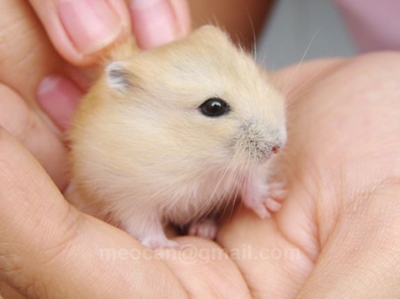 hamsters vang chanh mat den